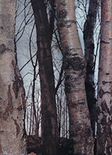 Missoni (-2002)