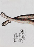 Ipanema (-2005)
