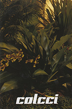 Colcci (-2009)