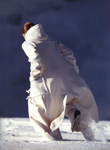 Elle (Italy-1996) Elle (Italy-1996)