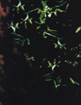 Victoria's Secret (-2000)