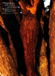 Vogue (UK-1989) Vogue (UK-1989)
